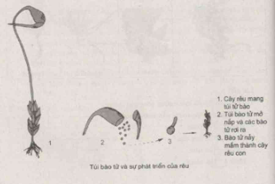 Bài 1, 2, 3, 4 trang 71 SBT Sinh 6: Nêu vai trò của tảo trong thiên nhiên và đối với đời sống con người. - Kiến Thức Cho Người lao Động Việt Nam