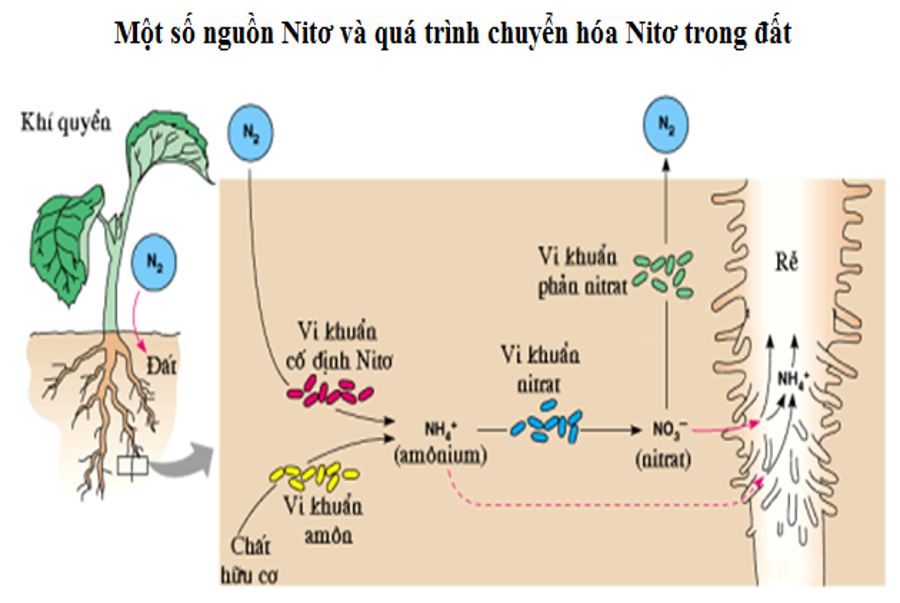 Vai Trò Của Nitơ Đối Với Cây Trồng - Kiến Thức Cho Người lao Động Việt Nam