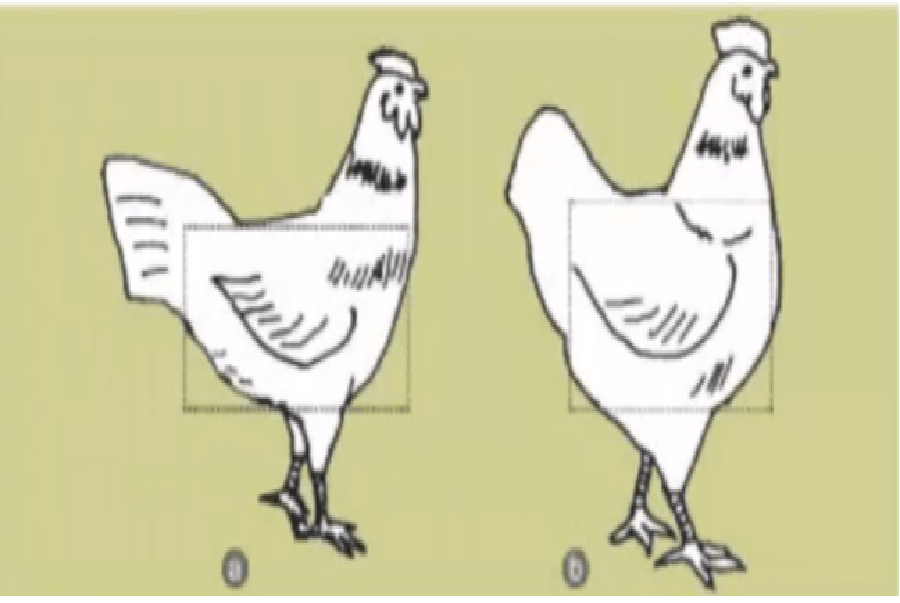 Giải SGK Công Nghệ 7 Bài 35: Thực hành : Nhận biết và chọn một số giống gà quan sát ngoại hình và đo kích thước các chiều - Kiến Thức Cho Người lao Động Việt Nam