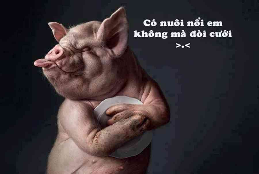 Cười nghiêng ngả với 99+ hình ảnh độc lạ hài hước nhất - Kiến Thức Cho Người lao Động Việt Nam