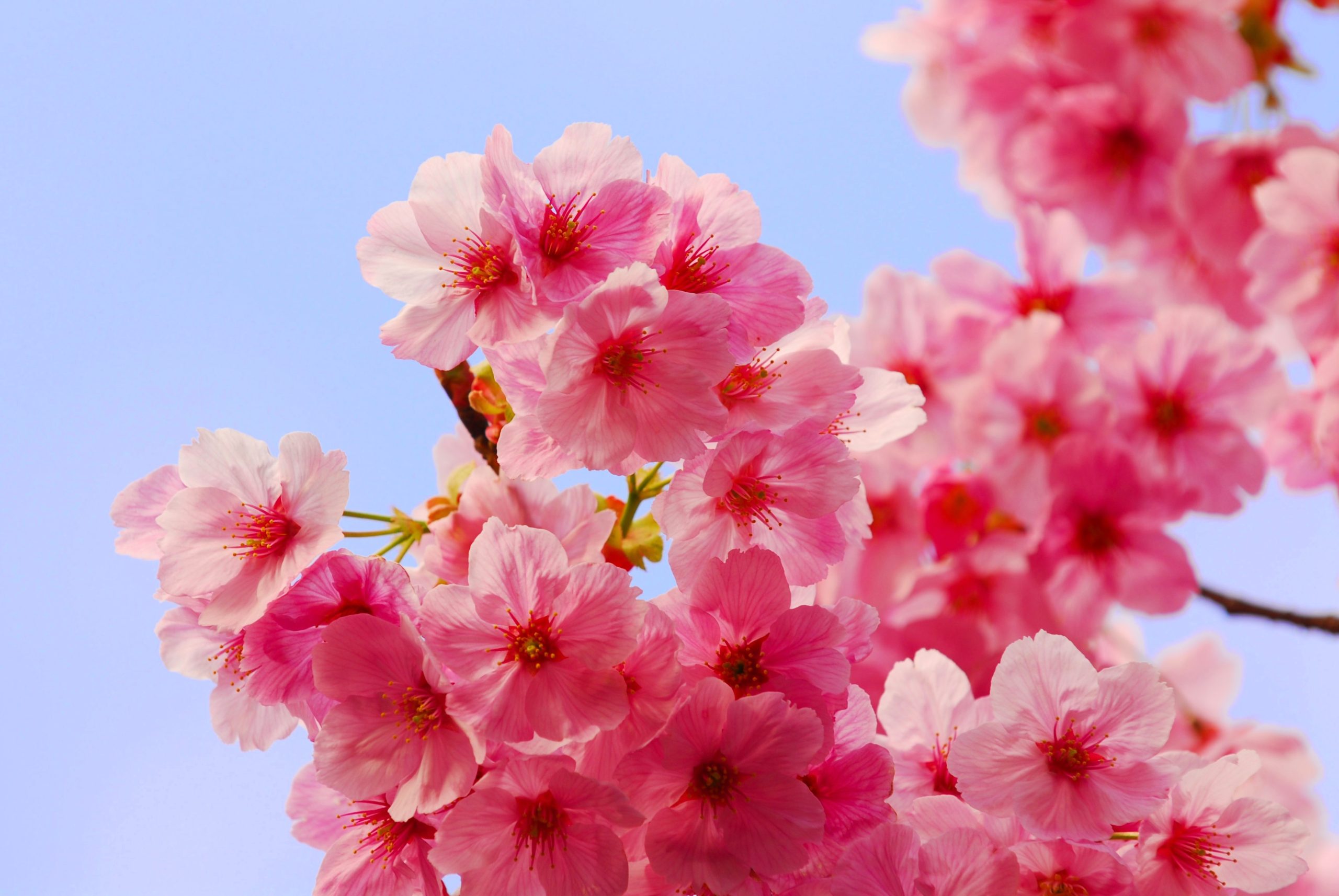 [HOT] Top 77 hình nền hoa đào đẹp nhất cho năm mới may mắn - Trường THPT Kẻ Sặt