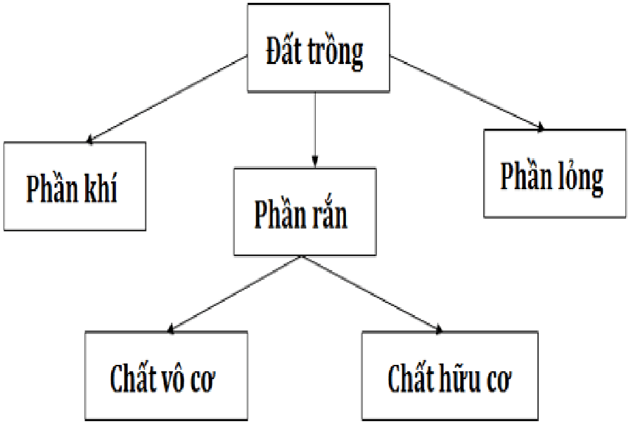 Đất trồng có tầm quan trọng như thế nào đối với cây trồng - Kiến Thức Cho Người lao Động Việt Nam