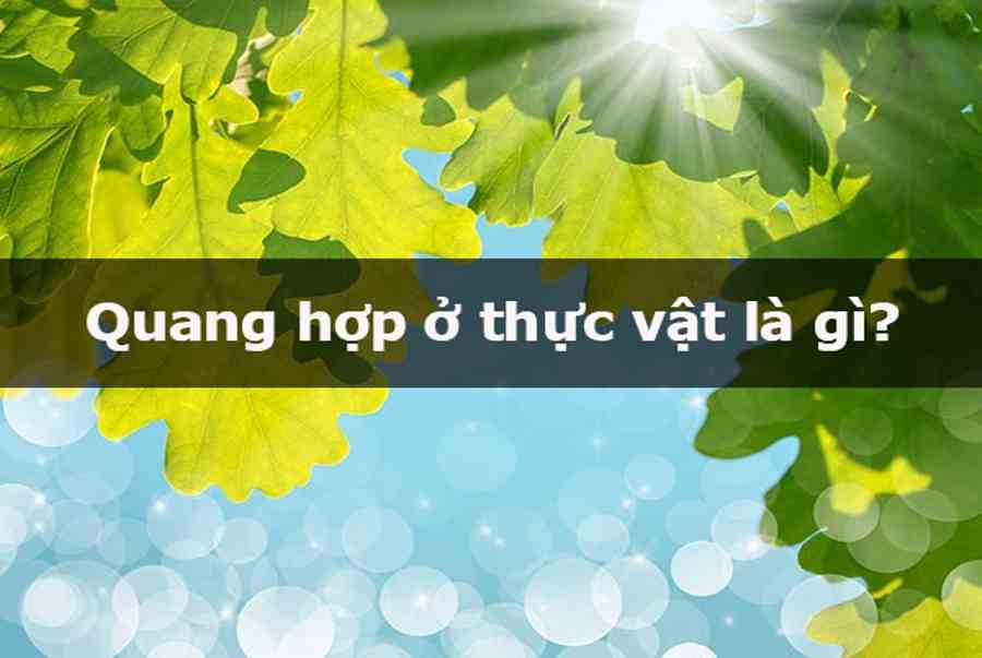 Quang hợp là gì? Ý nghĩa của quang hợp với đời sống con người - Kiến Thức Cho Người lao Động Việt Nam